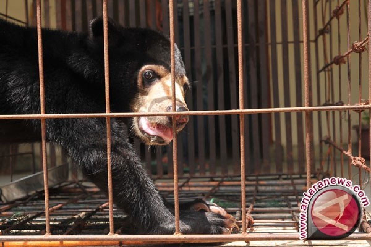 Penyelundupan satwa liar rawan terjadi di Pulau Halmahera