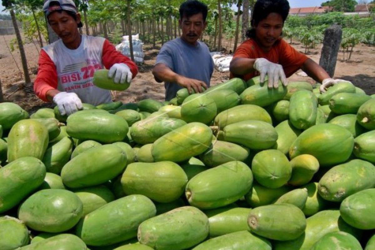 Panen Pepaya Kalina Boyolali Meningkat