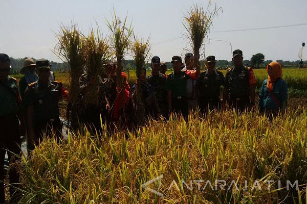 Tim Sergab Mabes TNI Panen Padi di Pamekasan