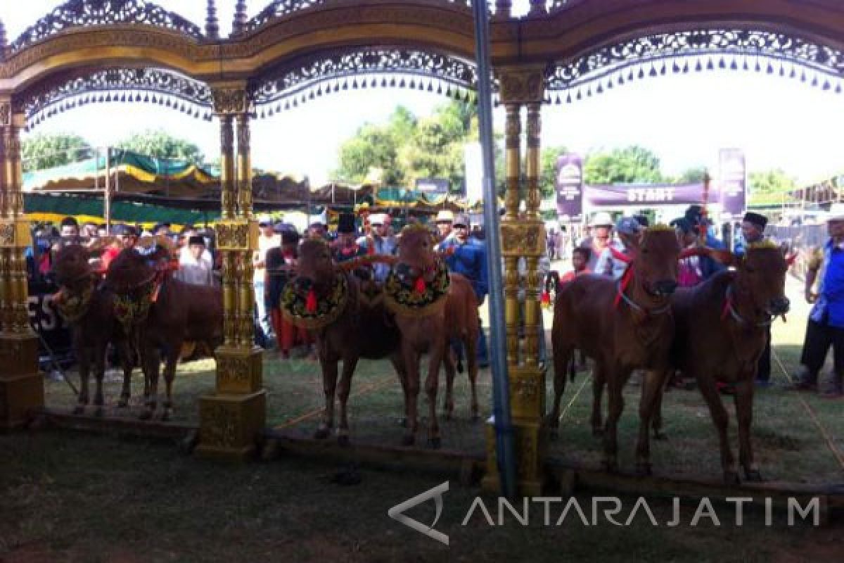 Puluhan Sapi Bersaing dalam Kontes Sapi Sonok