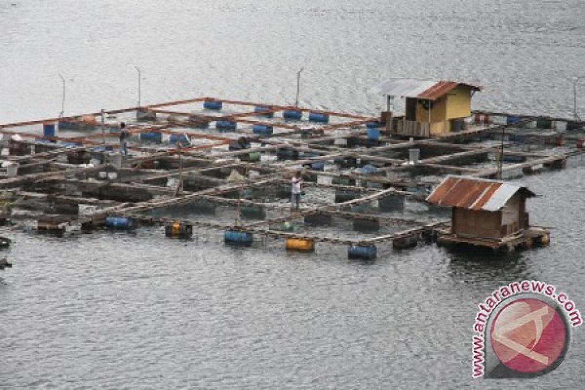 Kelompok tani tambak Abdya panen ikan gurami