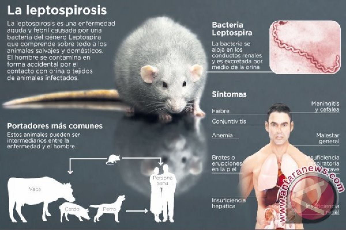 Penyakit misterius di Jeneponto tifoid dan leptospirosis