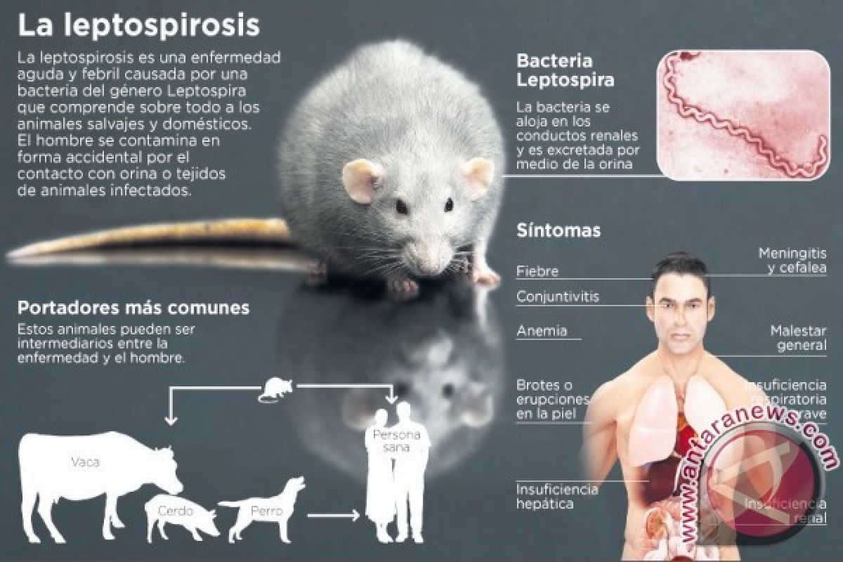 Mewaspadai tragedi Leptospirosis  Oleh dr Dito Anurogo MSc *)