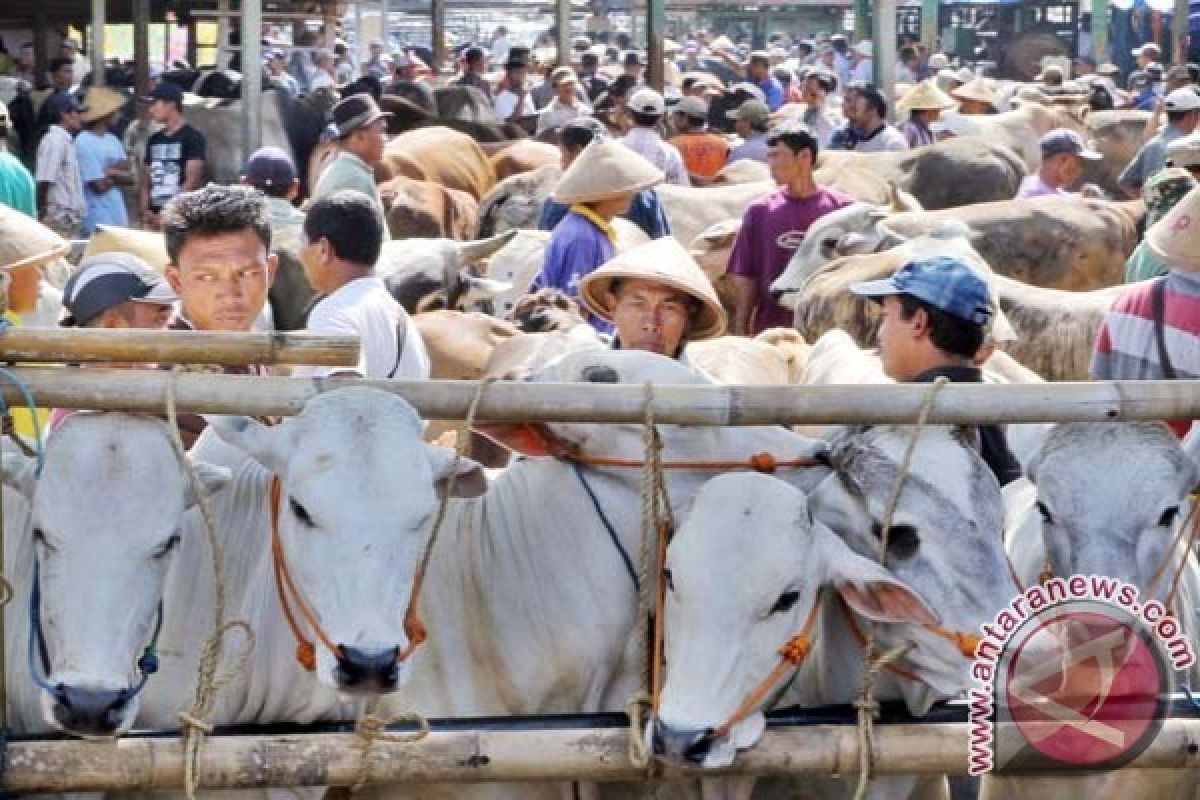 Jelang Idul Adha, Harga Hewan Kurban di Pekalongan Merangkak Naik