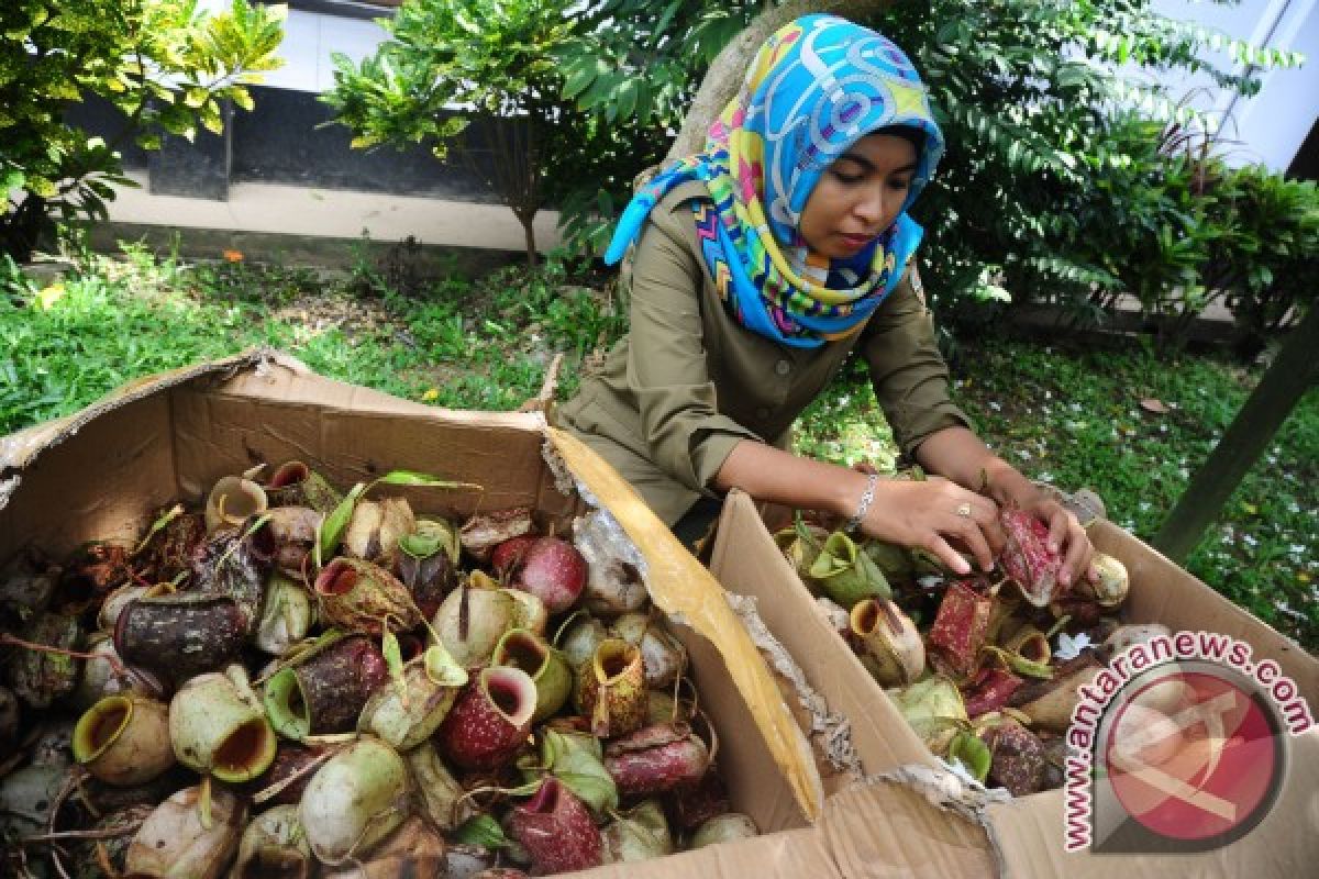 BKSDA Kalbar Amankan 712 Kantong Semar