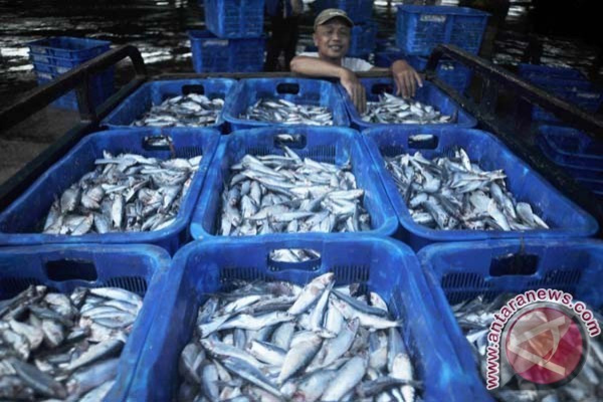 Harga Ikan di TPI Pekalongan Fluktuatif