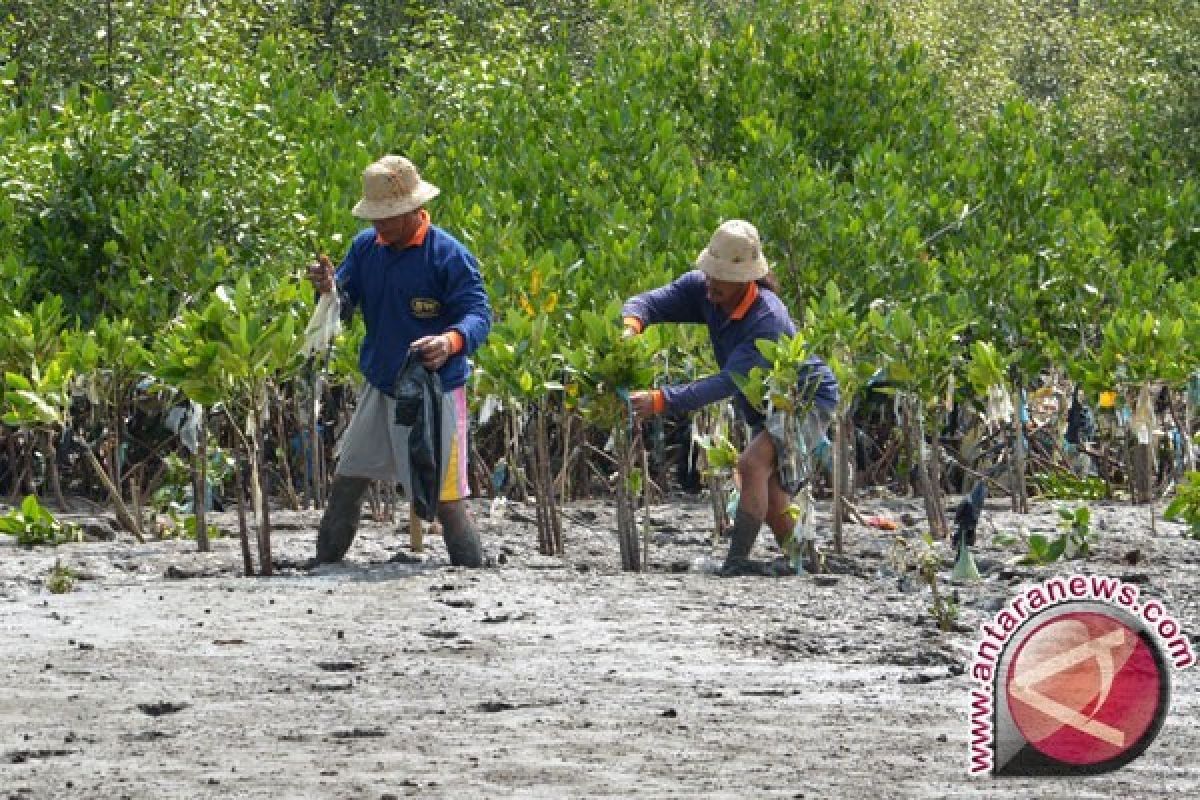 Wisata Mangrove Gorontalo Utara Mulai Diminati 