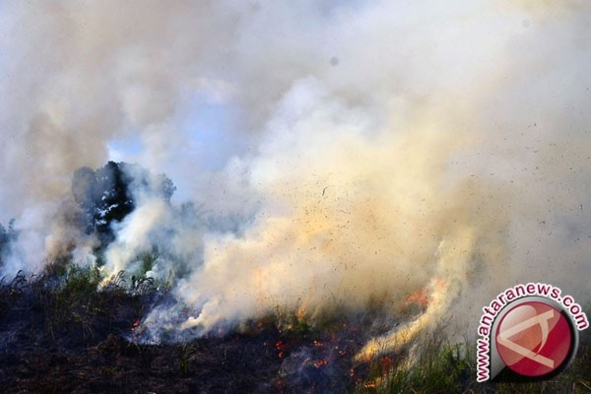 TNI tangkap tangan pembakar lahan di Kampar