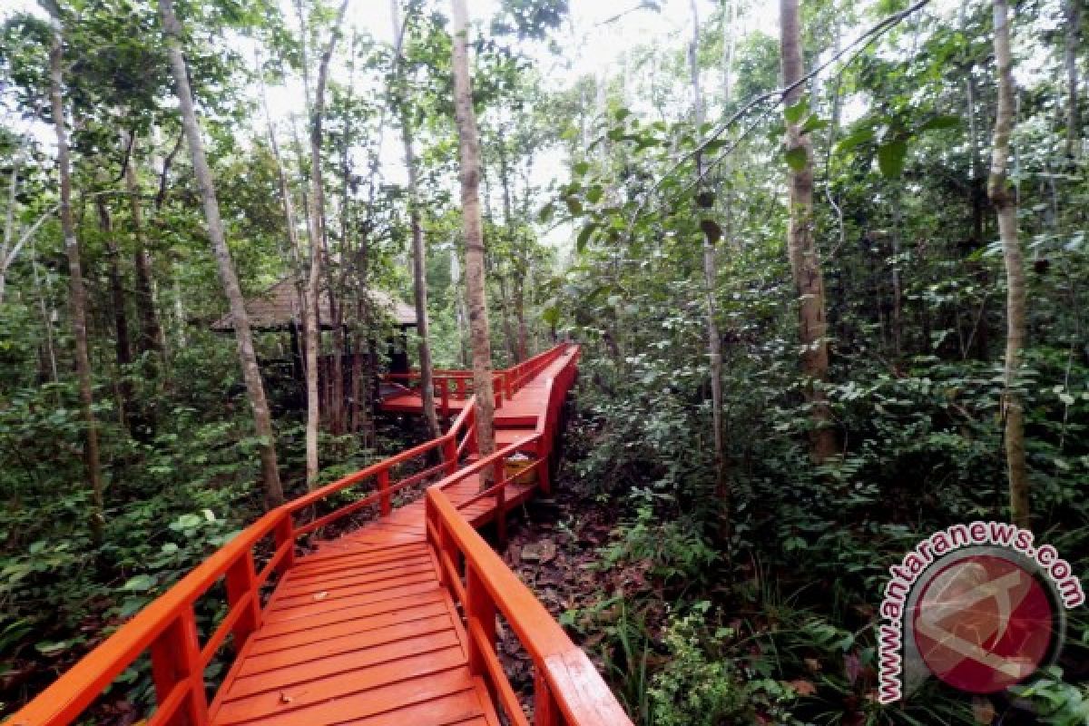 Hutan Pelawan Bangka Tengah Jadi Objek Edukasi