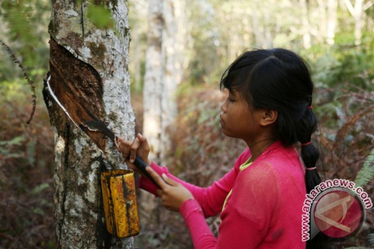 Penjualan karet Kalbar masih bergantung  luar negeri