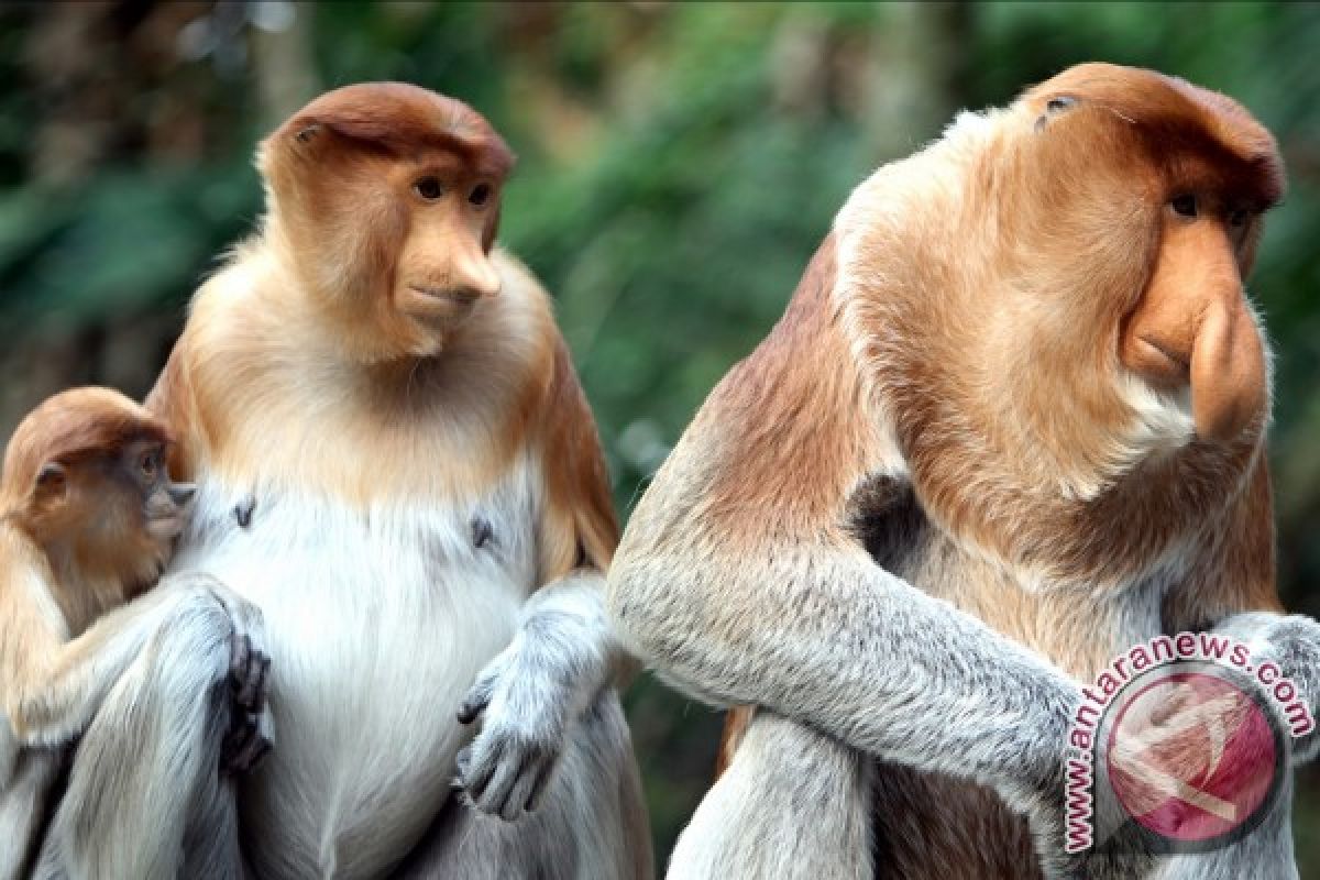 On Bekantan Day, SBI invites people to care about probiscis monkey