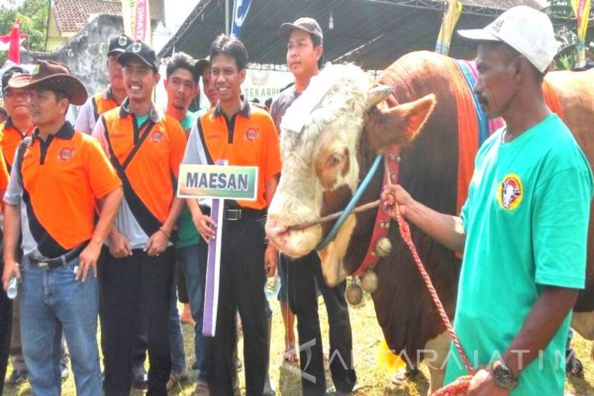 Pemkab Bondowoso Gelar Kontes Ternak Sapi 