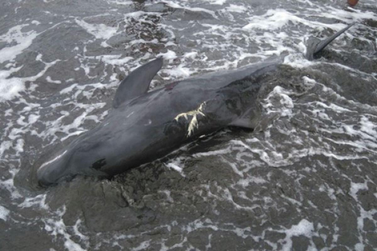 Lumba-Lumba Terdampar di Pantai Kemiren Cilacap