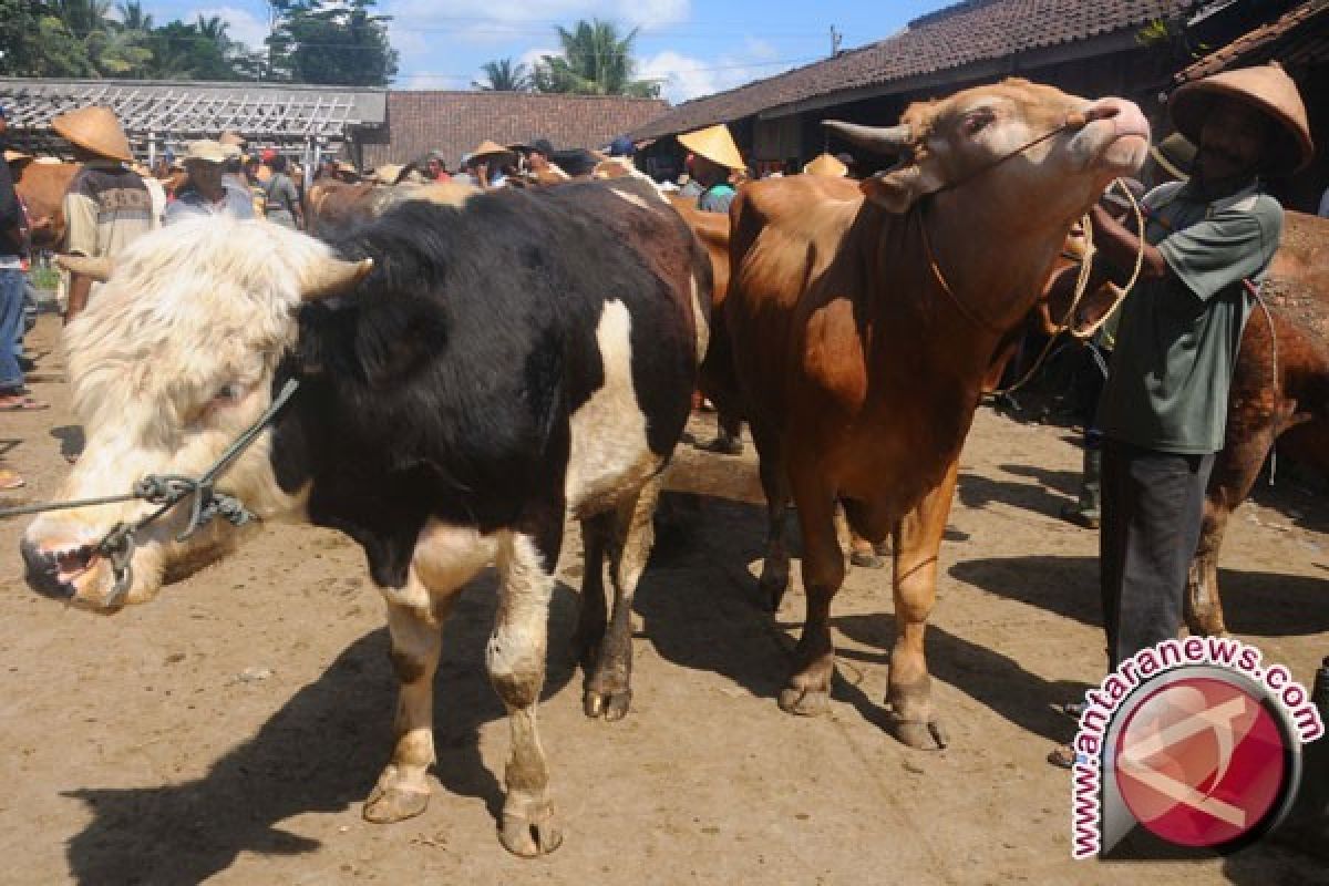 Dispernak Bangka Awasi Penjualan Hewan Korban