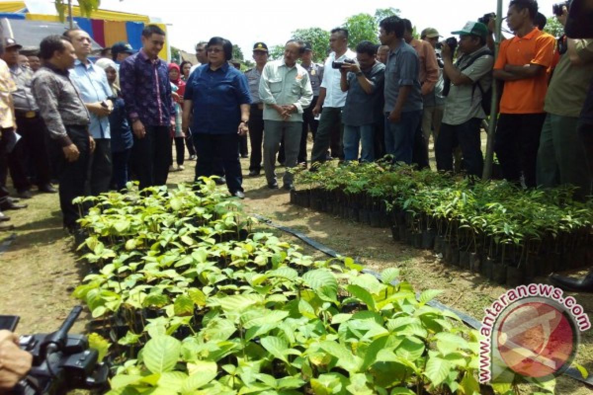 Zola: Pemprov respon program pengelolaan hutan masyarakat