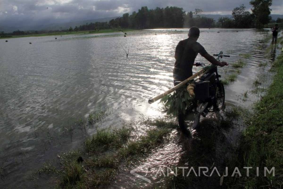 Ratusan Hektare Sawah di Tulungagung Terendam Banjir