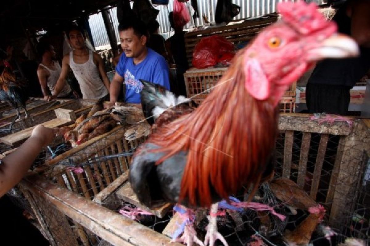 Mengganggu Warga, Pasar Ayam Silir Solo Akan Dipindah