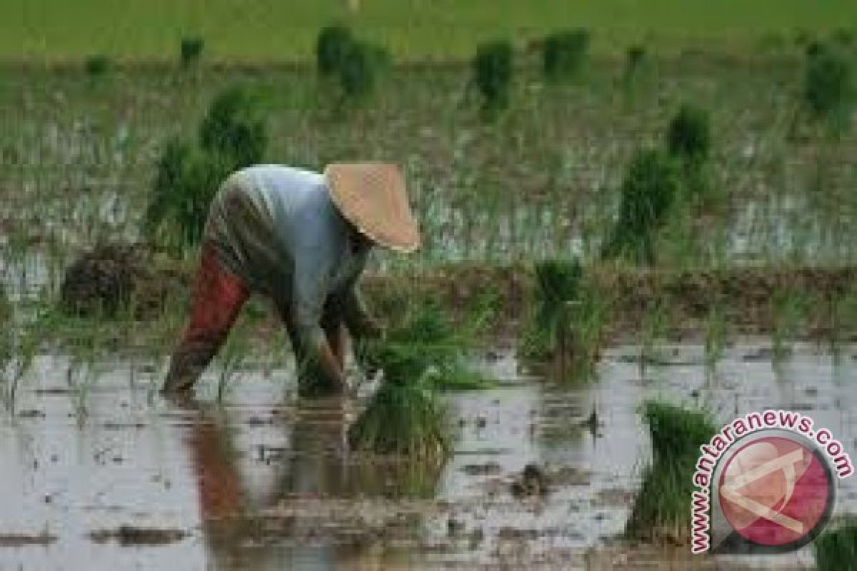 Berapa nilai tukar petani yang diupayakan Pemprov Jambi