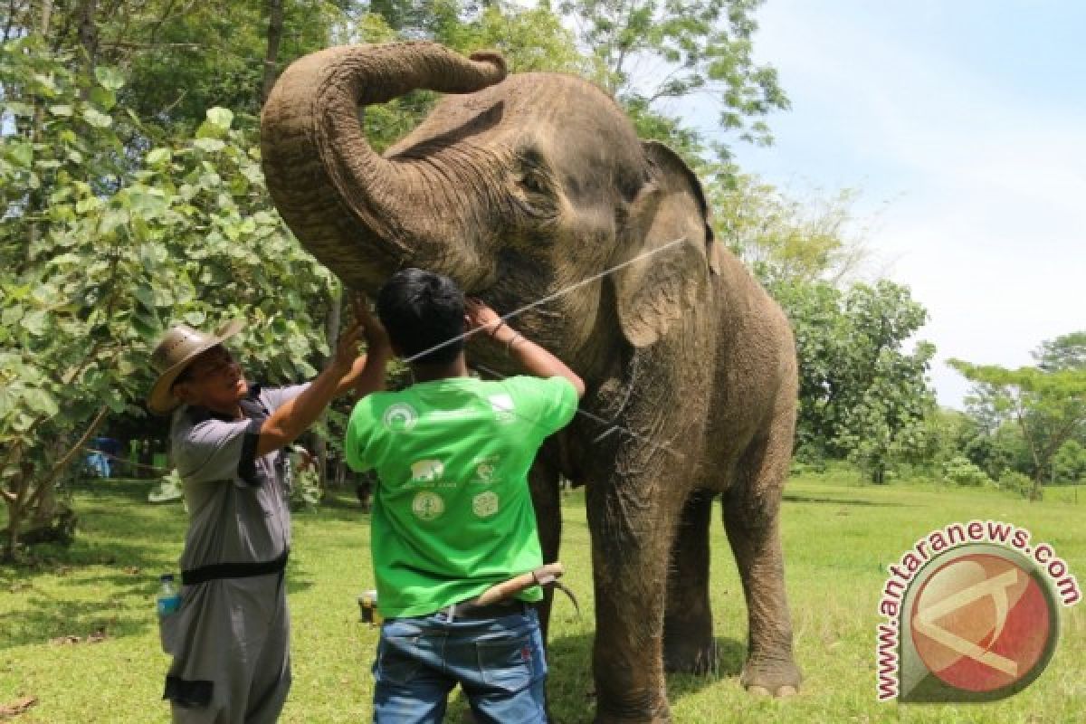 Melongok Rumah Sakit Gajah Way Kambas Lampung