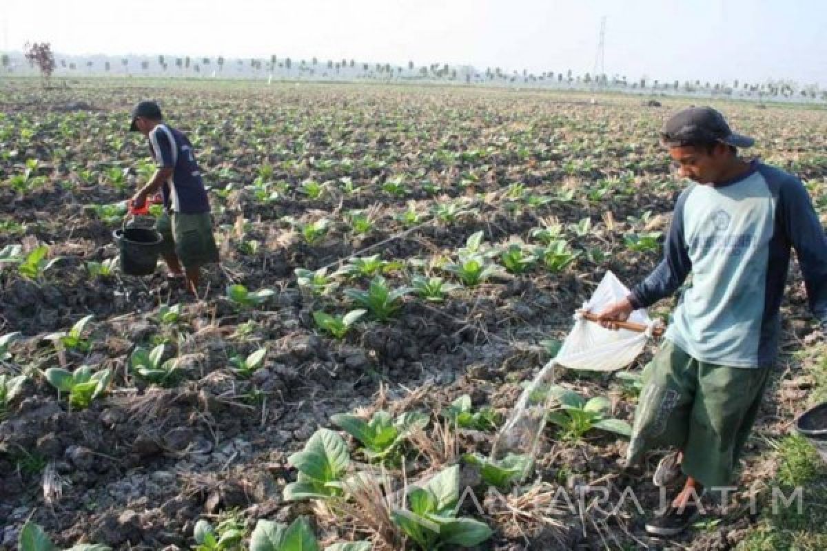 Tanaman Tembakau Magetan Rusak Akibat Kemarau Basah