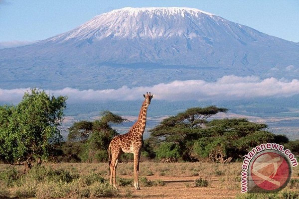 Lebih Dari 250 Perempuan Afrika Akan Daki Gunung Kilimanjaro