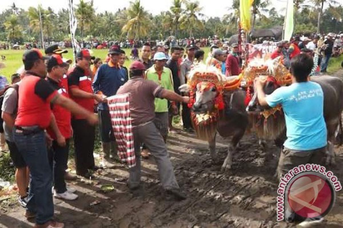 Kerbau Makepung Berpacu Di Sirkuit Berlumpur