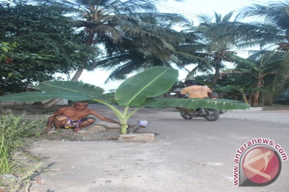 Warga Bangka Tanam Pisang di Jalan Rusak