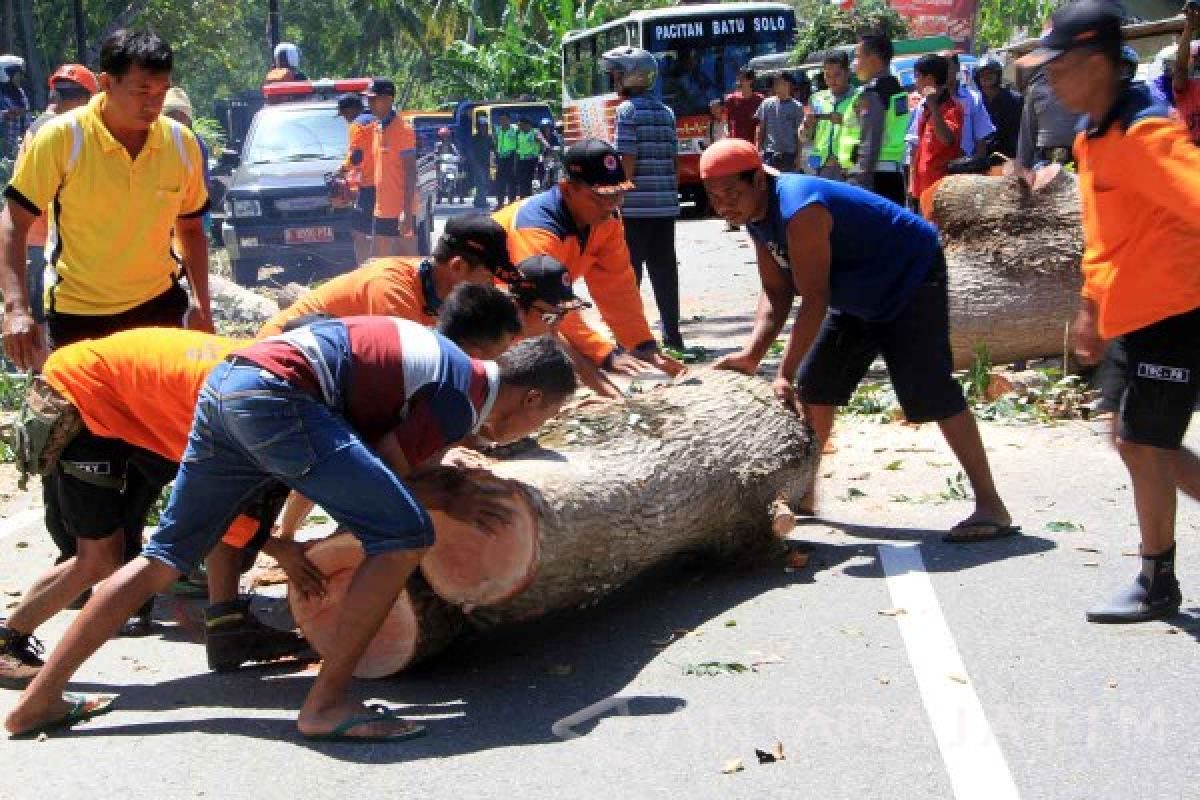 Pohon Tumbang Macetkan JLS Pacitan