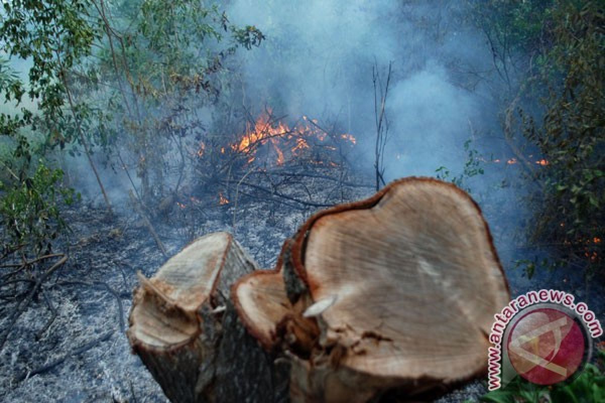 Polda Babel tegaskan pidana 15 tahun, denda Rp5 miliar bagi pembakar hutan