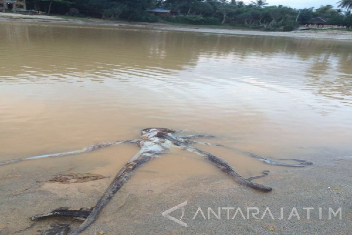 Sampel Tanah Pulau Merah Dibawa Ke Laboratorium Unej