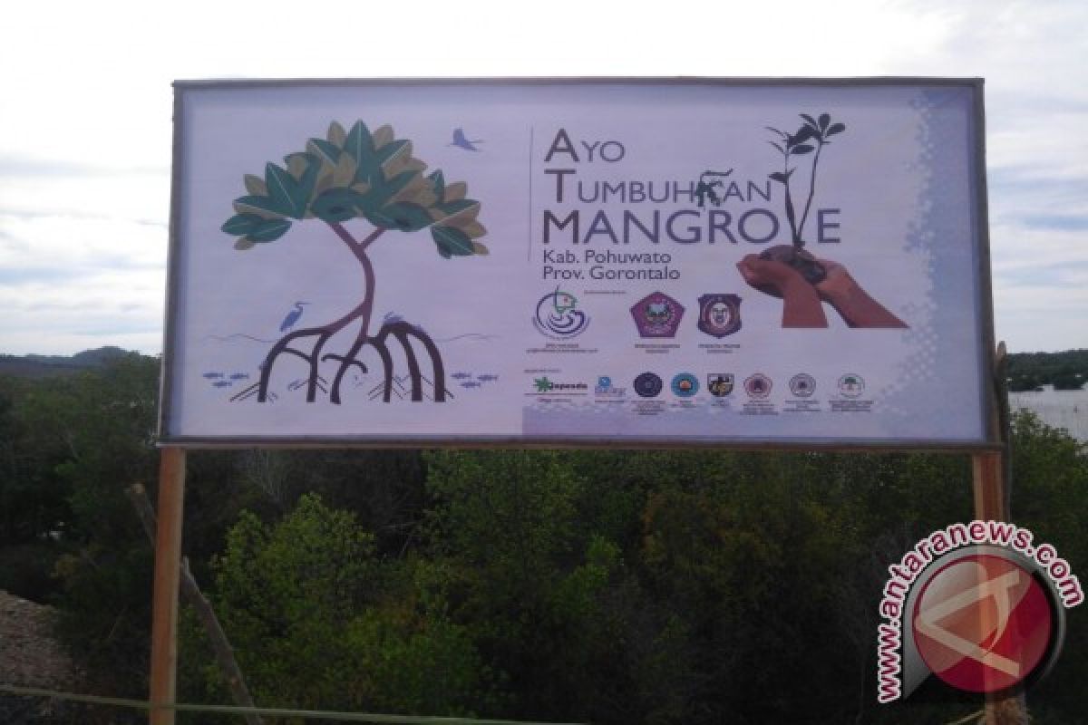Oase Kabinet Tanam Mangrove di Pohuwato