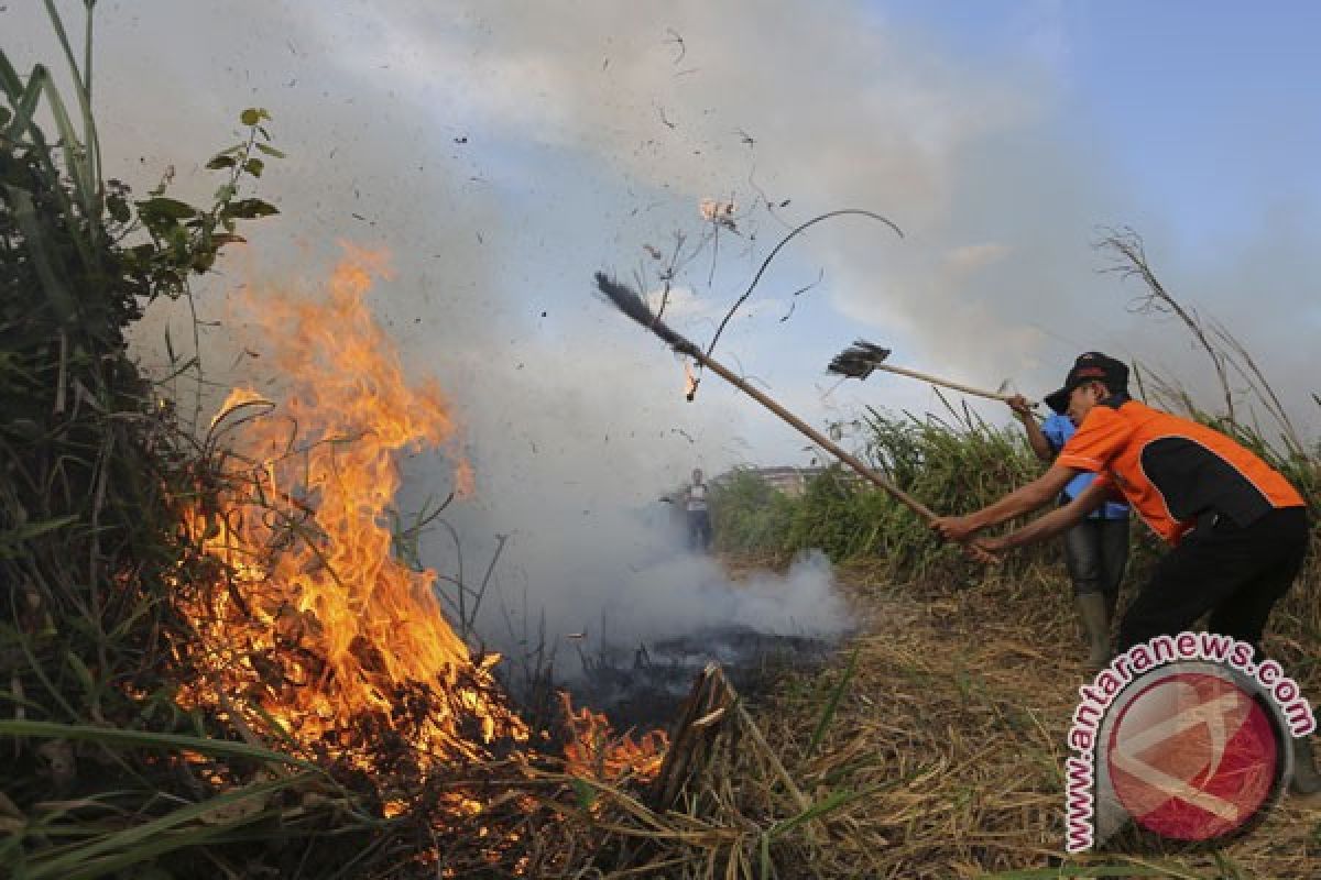 130 hektare hutan di Pasaman terbakar