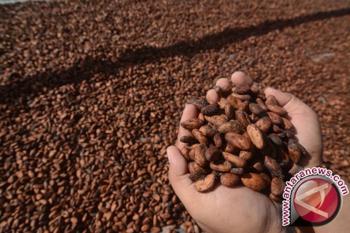 Sulbar Kembangkan Minat Masyarakat Budidaya Kakao