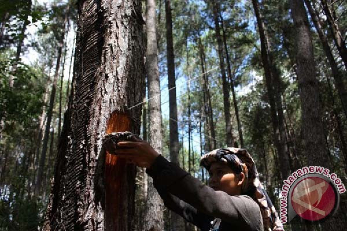 Wisata hutan alam Mamuju potensial dikembangkan