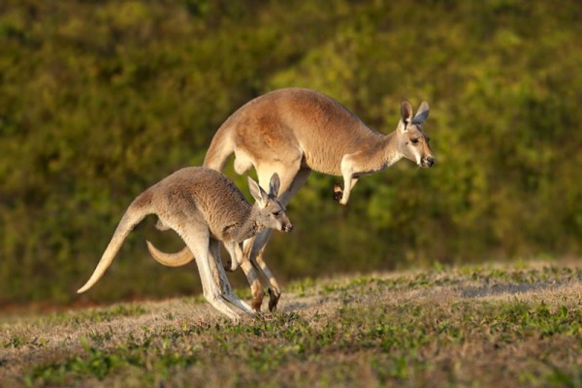 Piala Konfederasi: Australia vs Kamerun 1-1