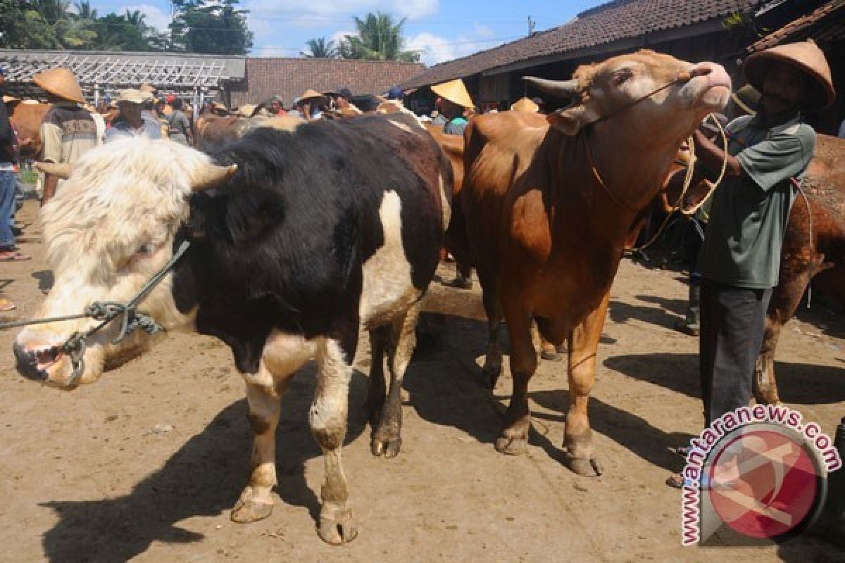 Stok Hewan Kurban di Kalbar Dipastikan Cukup