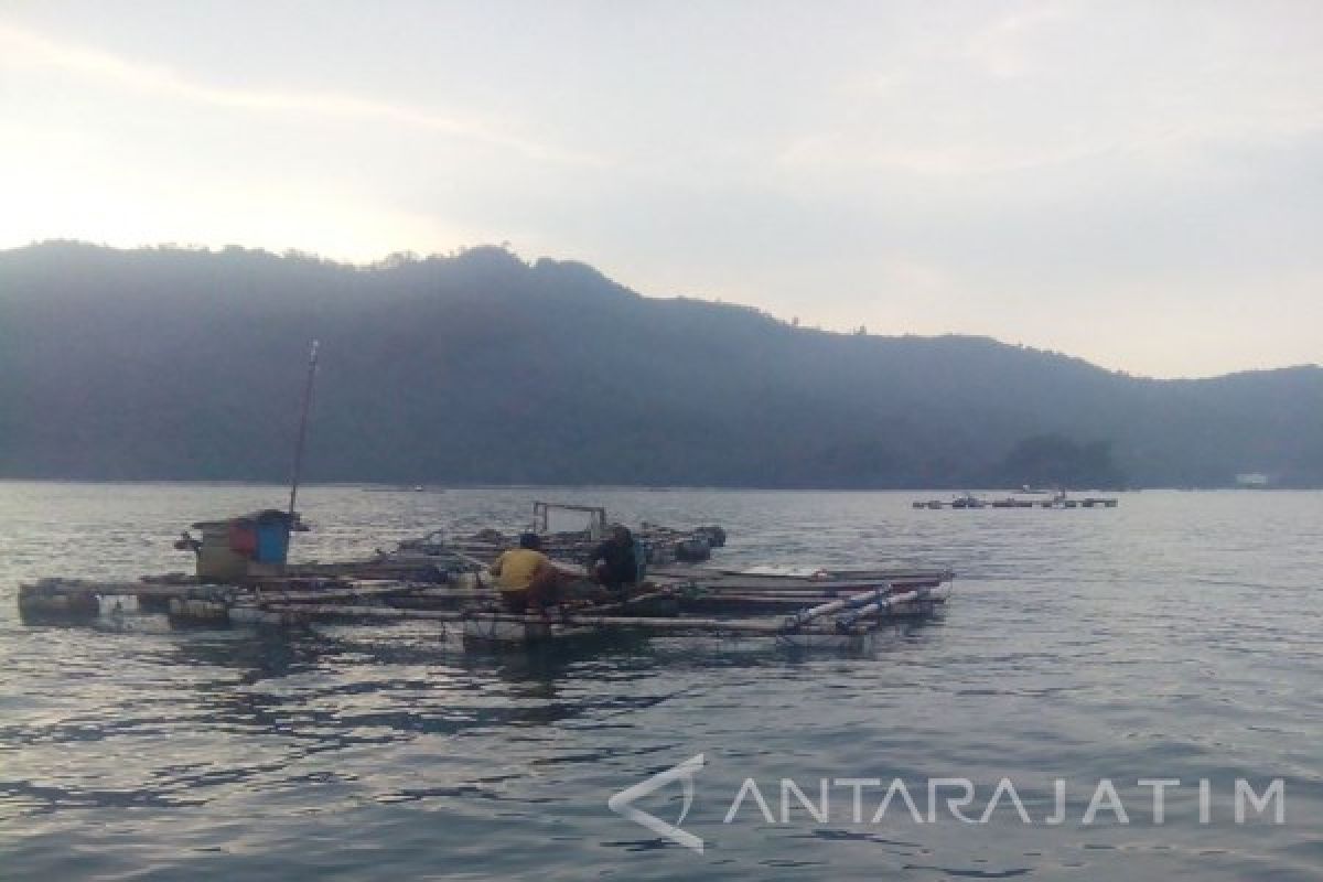 FMKMP Sesalkan Eksploitasi Benih Lobster di Prigi Trenggalek