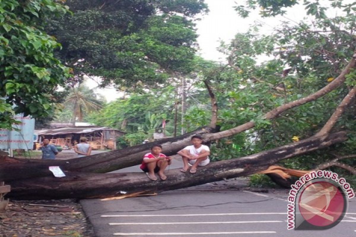 Jalan Kalimulya Depok Rawan Pohon Tumbang