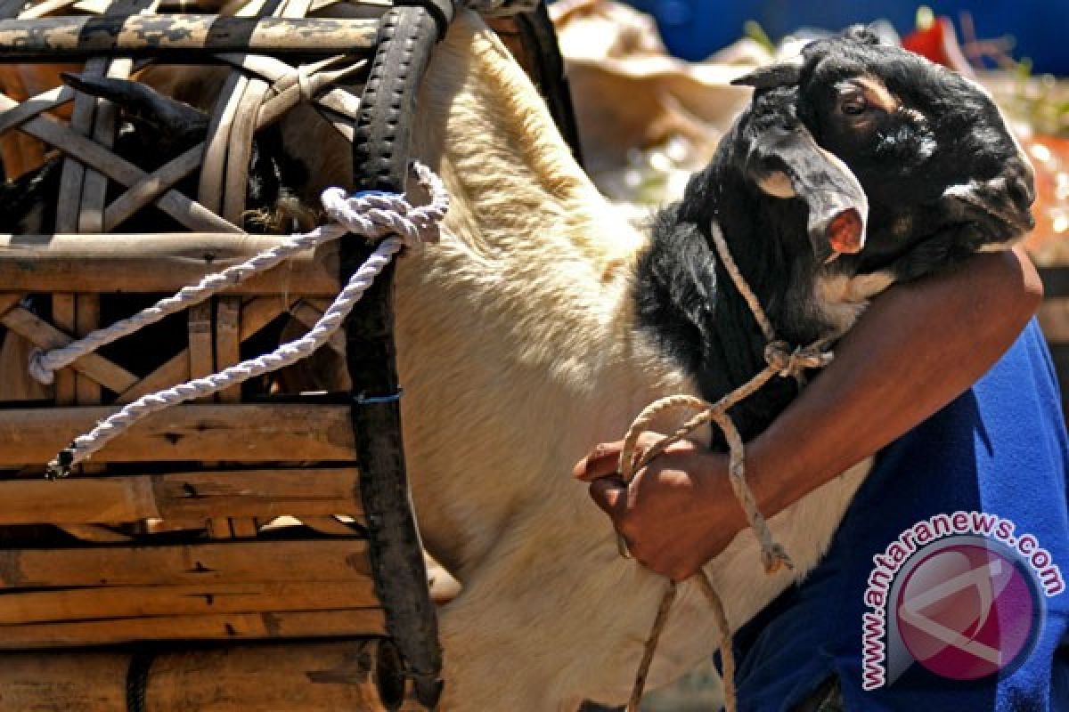 "Salon kambing" laris jelang Idul Adha