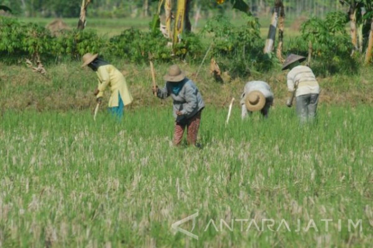 Dinas Tanaman Pangan OKU Timur imbau petani  manfaatkan lahan nganggur