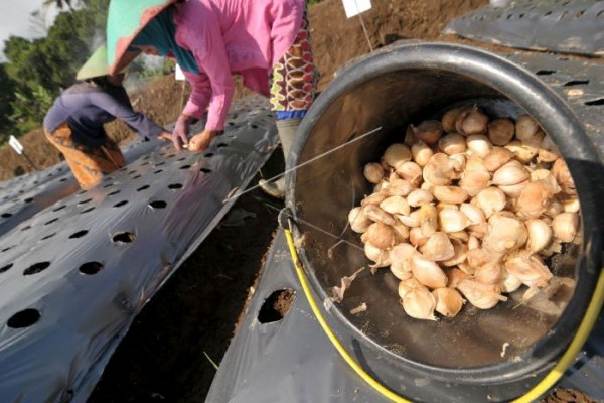 Lahan budidaya bawang putih di Temanggung diperluas