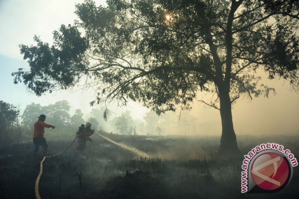 Lima hektare lahan terbakar di Singkawang