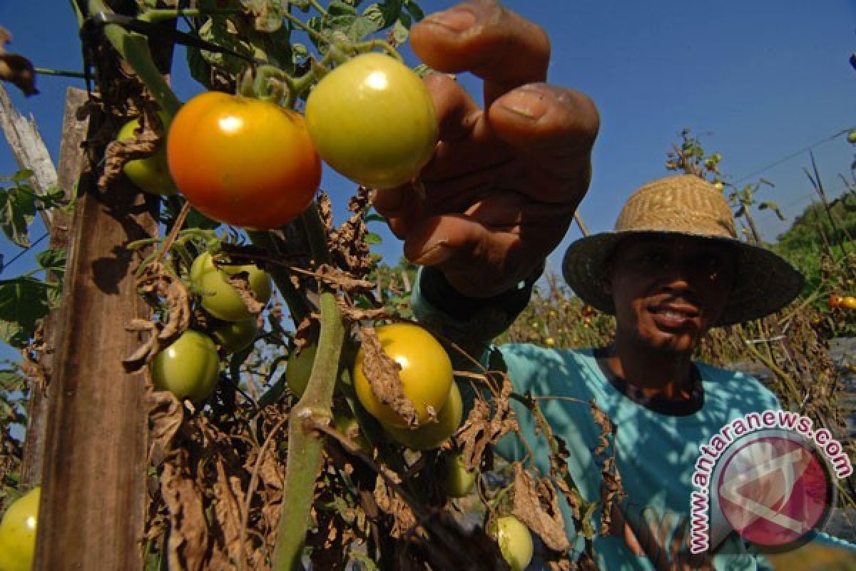 Petani tomat Temanggung terancam merugi akibat buah membusuk
