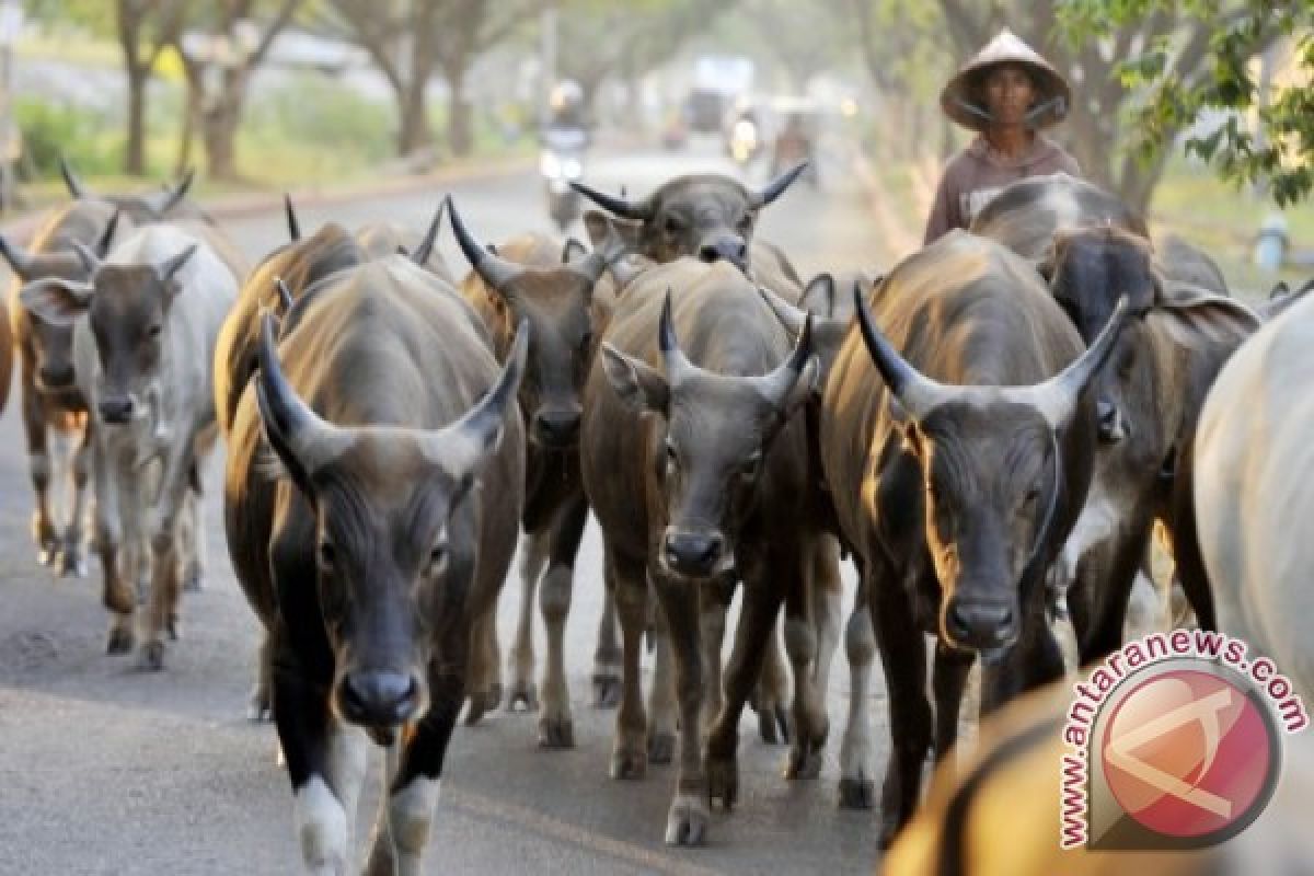 DKP3 Makassar perketat pengawasan ternak kurban 