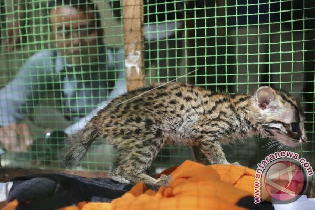 Kehadiran kucing hutan resahkan peternak ayam