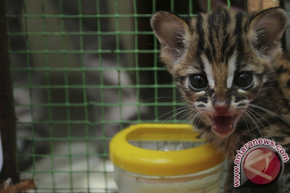 Tiga kucing hutan selamat dari perdagangan ilegal 