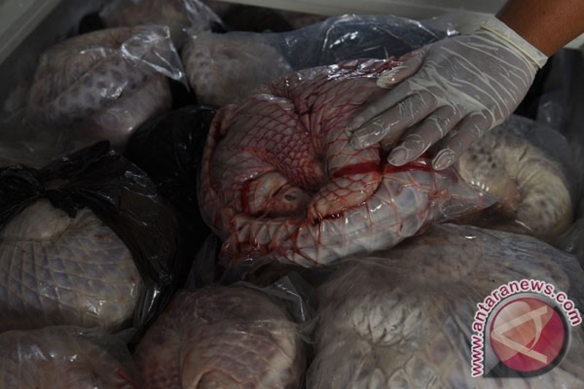 Polisi lengkapi kasus 4,7 ton daging trenggiling