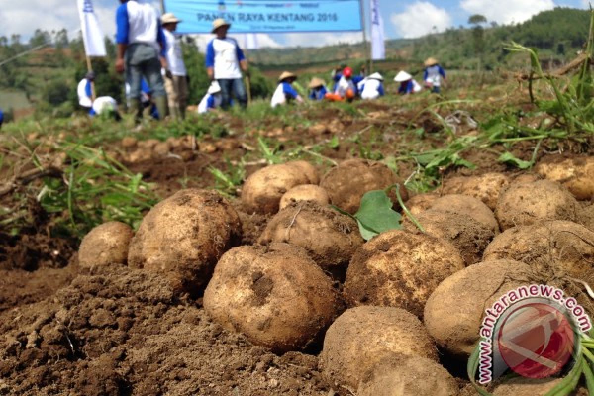 Suplai kentang lokal untuk industri menguat