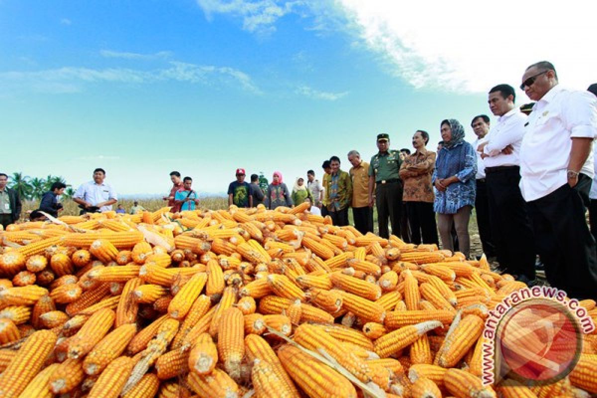 Mentan berjanji menyerap produksi jagung rakyat