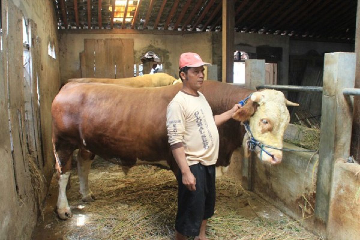 Sapi Lereng Merapi Capai Berat 1,25 Ton